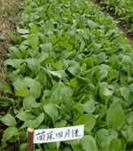 苗床四月慢