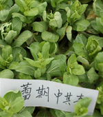 蕾期中其青