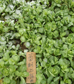 蕾期上海青