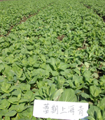 蕾期上海青