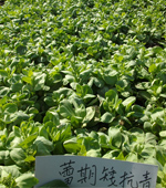蕾期矮抗青