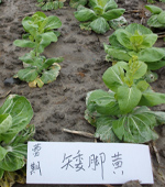 蕾期矮脚黄
