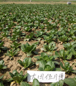 大田伍月慢