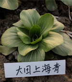 大田上海青