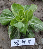 矮脚黄