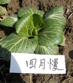 四月慢