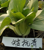矮抗青