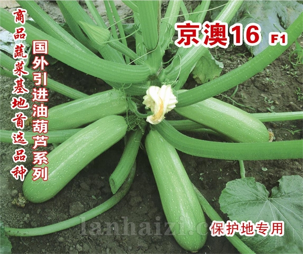 碧绿——澳加美系列
