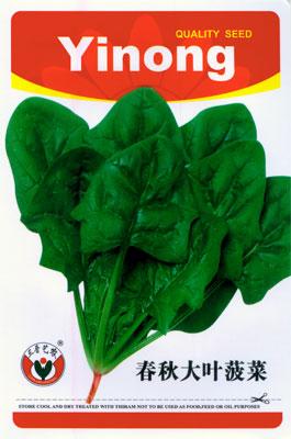 春秋大叶菠菜——其他系列