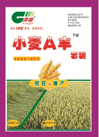  康勃 小麦A丰