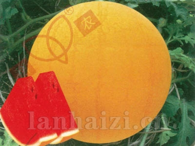 红太阳红瓤