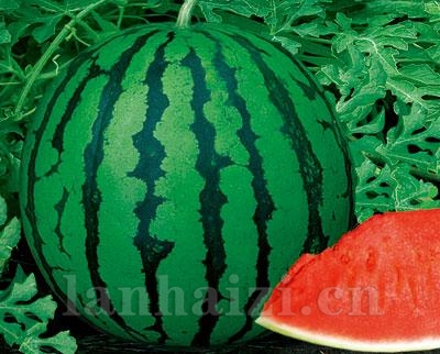 珑玉——西瓜种子