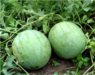 圆帅