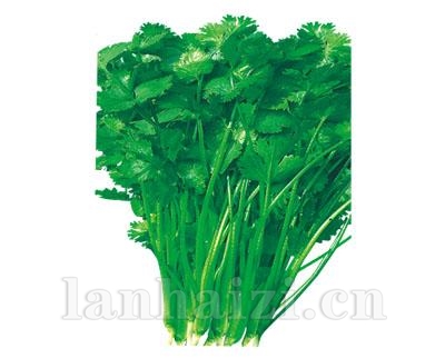 沃德意香一号——叶菜种子