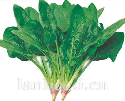 沃德菠菜——叶菜种子