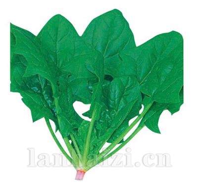 沃德春秋菠菜——叶菜种子