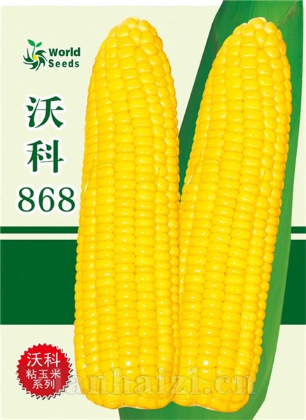 沃科868——鲜食玉米种子