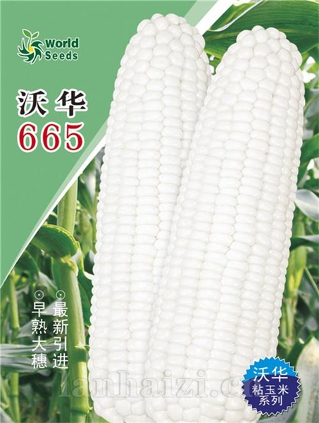 沃华655——鲜食玉米种子