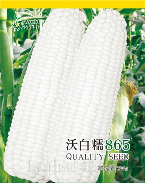 沃白糯865——鲜食玉米种子