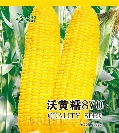 沃黄糯870——鲜食玉米种子