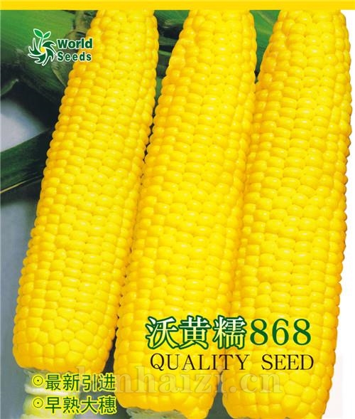 沃黄糯868——鲜食玉米种子