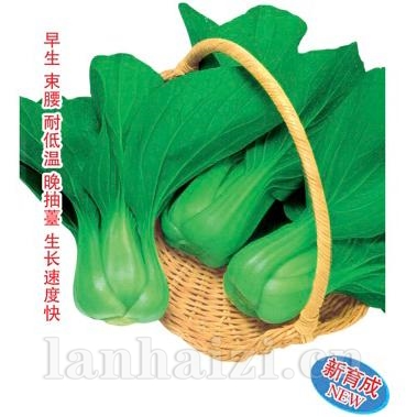沃冠三号——油菜种子