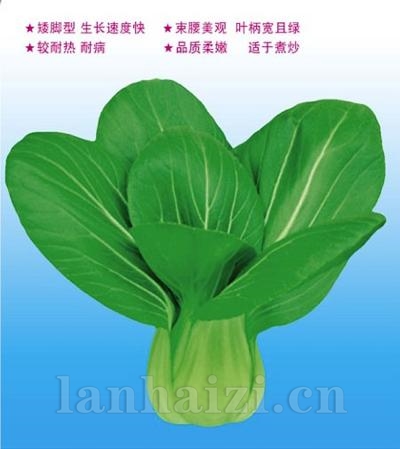 沃冠二号——油菜种子