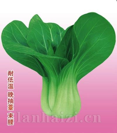 沃冠一号——油菜种子