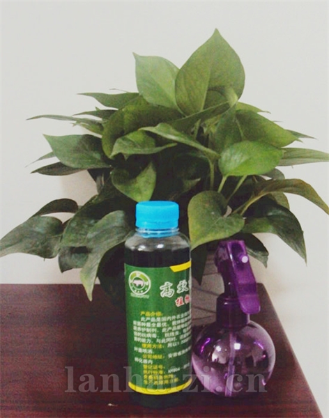 高效微生物制剂（花卉专用）
