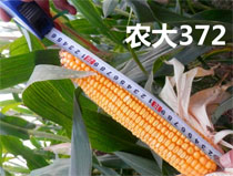 农大372