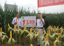 梦玉908