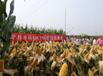 丰乐NK718