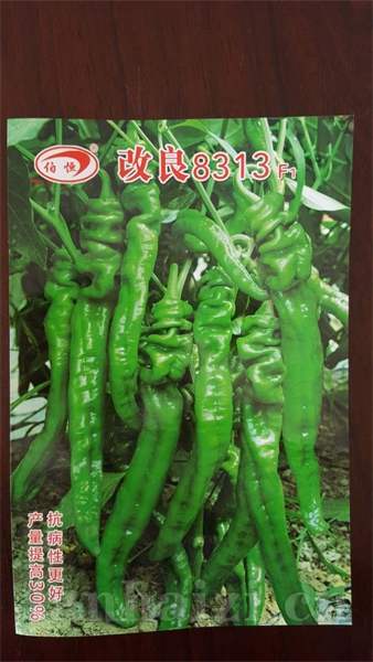 供应改良8313-辣椒种子