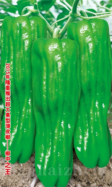 供应兰陵王——泡椒种子