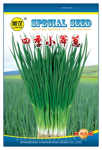供应四季小香葱（小笨葱）