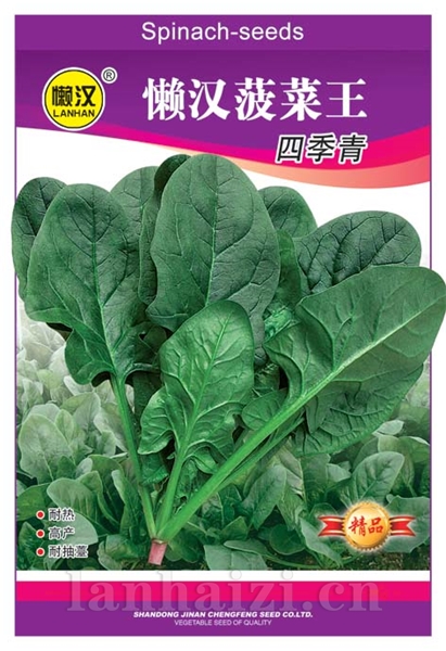 供应菠菜----四季青