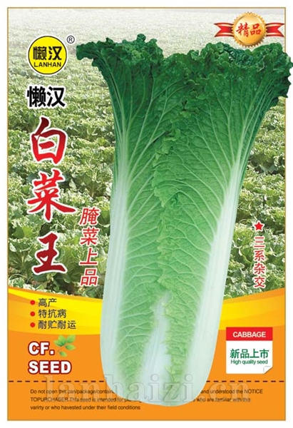  供应长白菜------腌菜上品