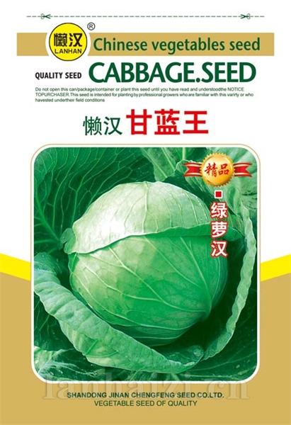 供应绿甘蓝——绿罗汉