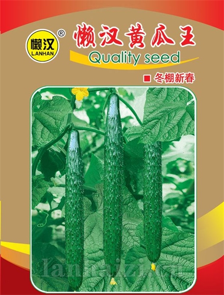  供应懒汉黄瓜王冬棚新春—黄瓜种子
