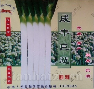 供应成丰巨葱—大葱种子