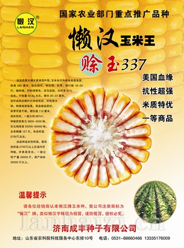  赊玉337—玉米种子