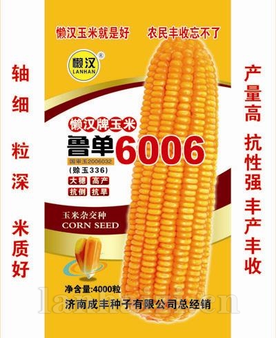 鲁单6006—玉米种子