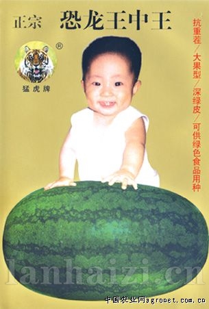  供应恐龙王中王—西瓜种子