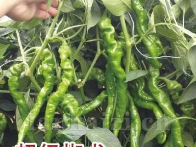 超级椒龙