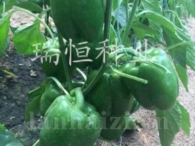 方正