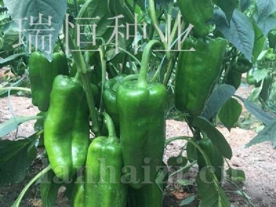 好利来
