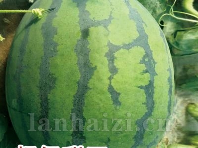 超级甜王