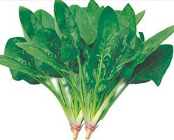 叶菜种子——沃德菠菜