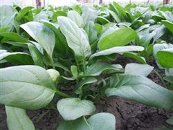 叶菜种子——沃德快速菠菜
