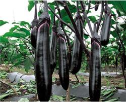 茄子种子——沃龙长茄